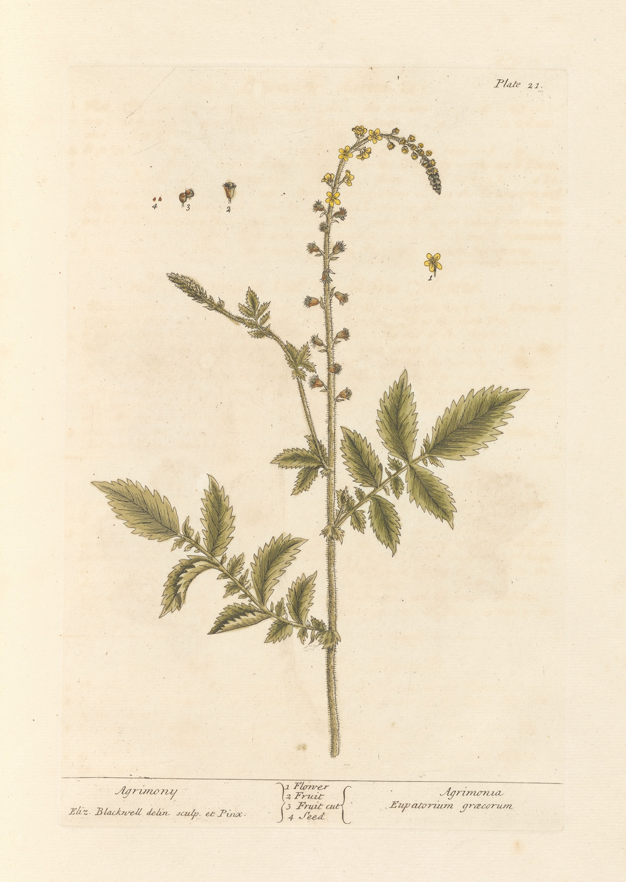 Agrimony — botanical illustration