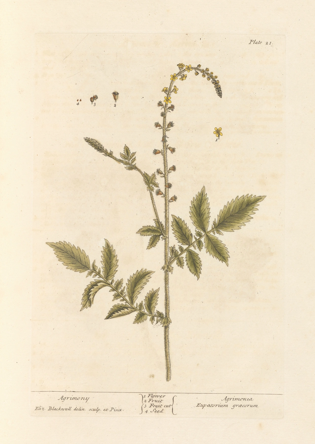 Agrimony: botanical illustration