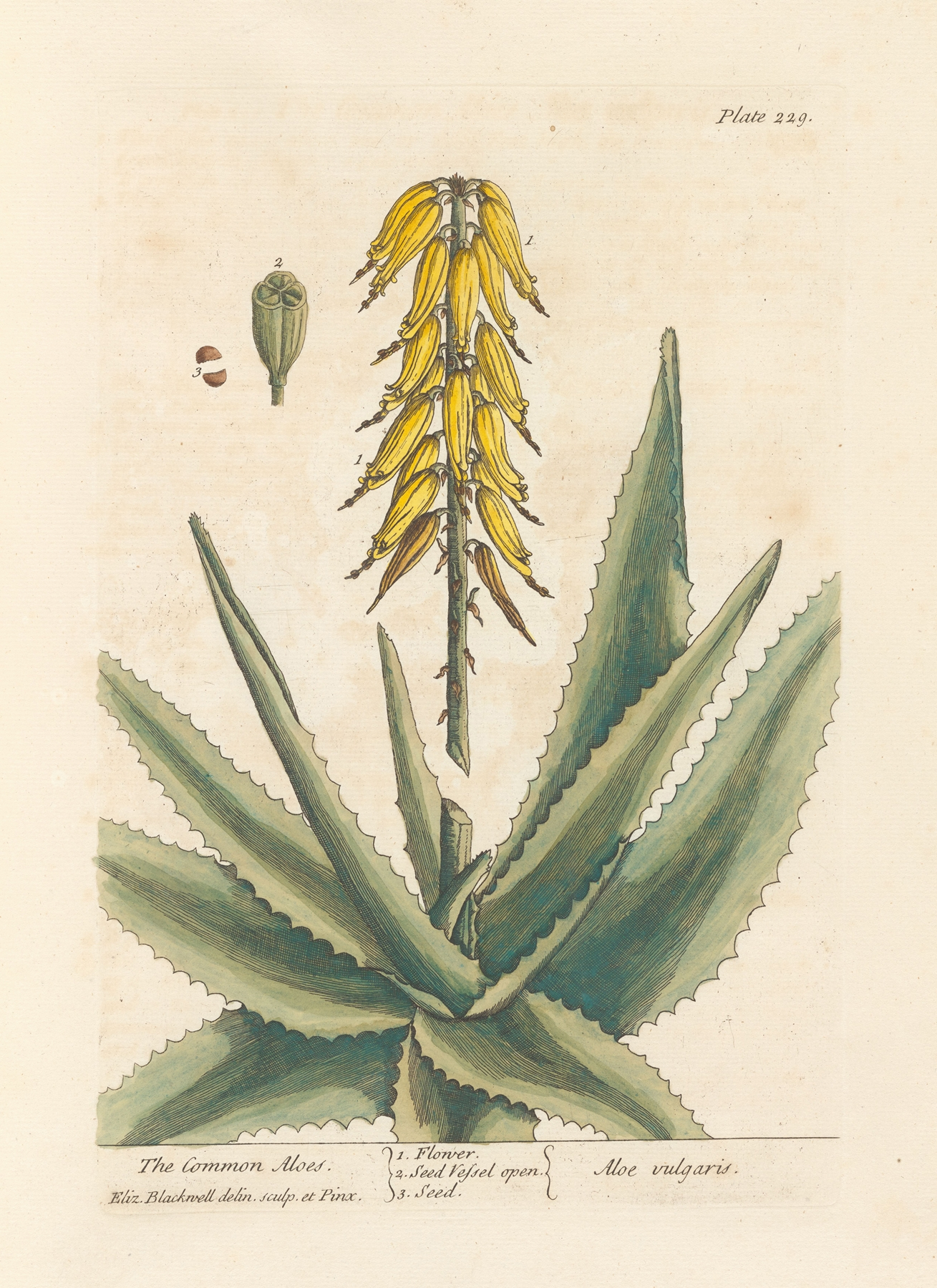 Aloe Vera — botanical illustration