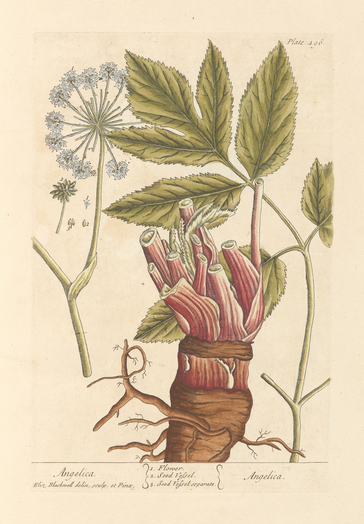 Angelica — botanical illustration