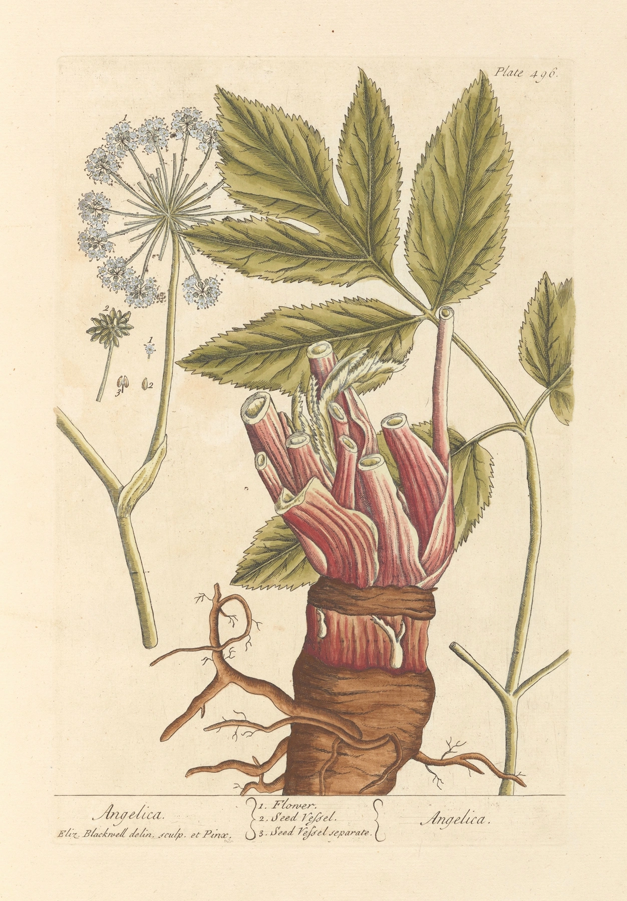 Angelica: botanical illustration