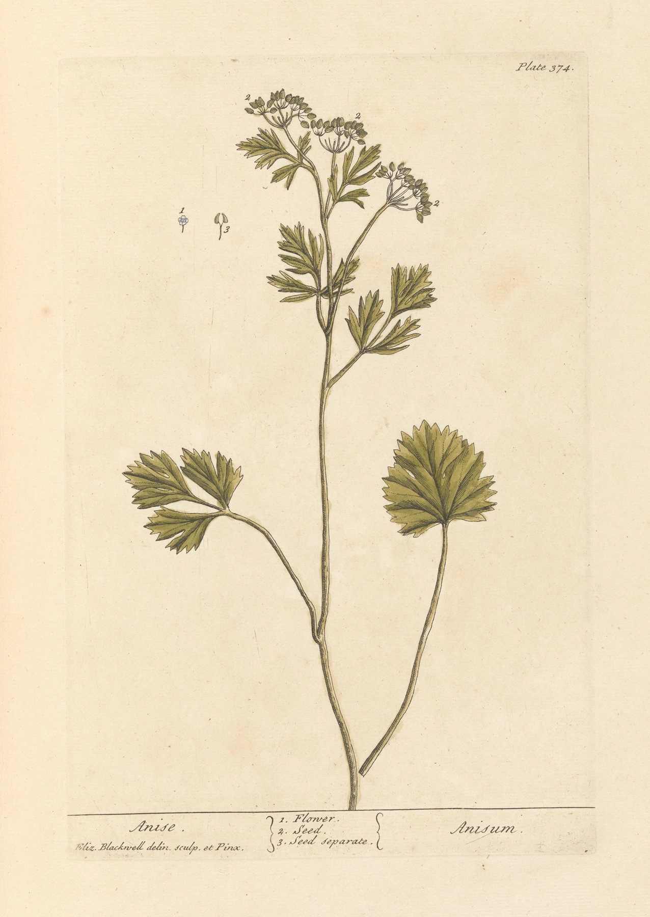 Anise: botanical illustration