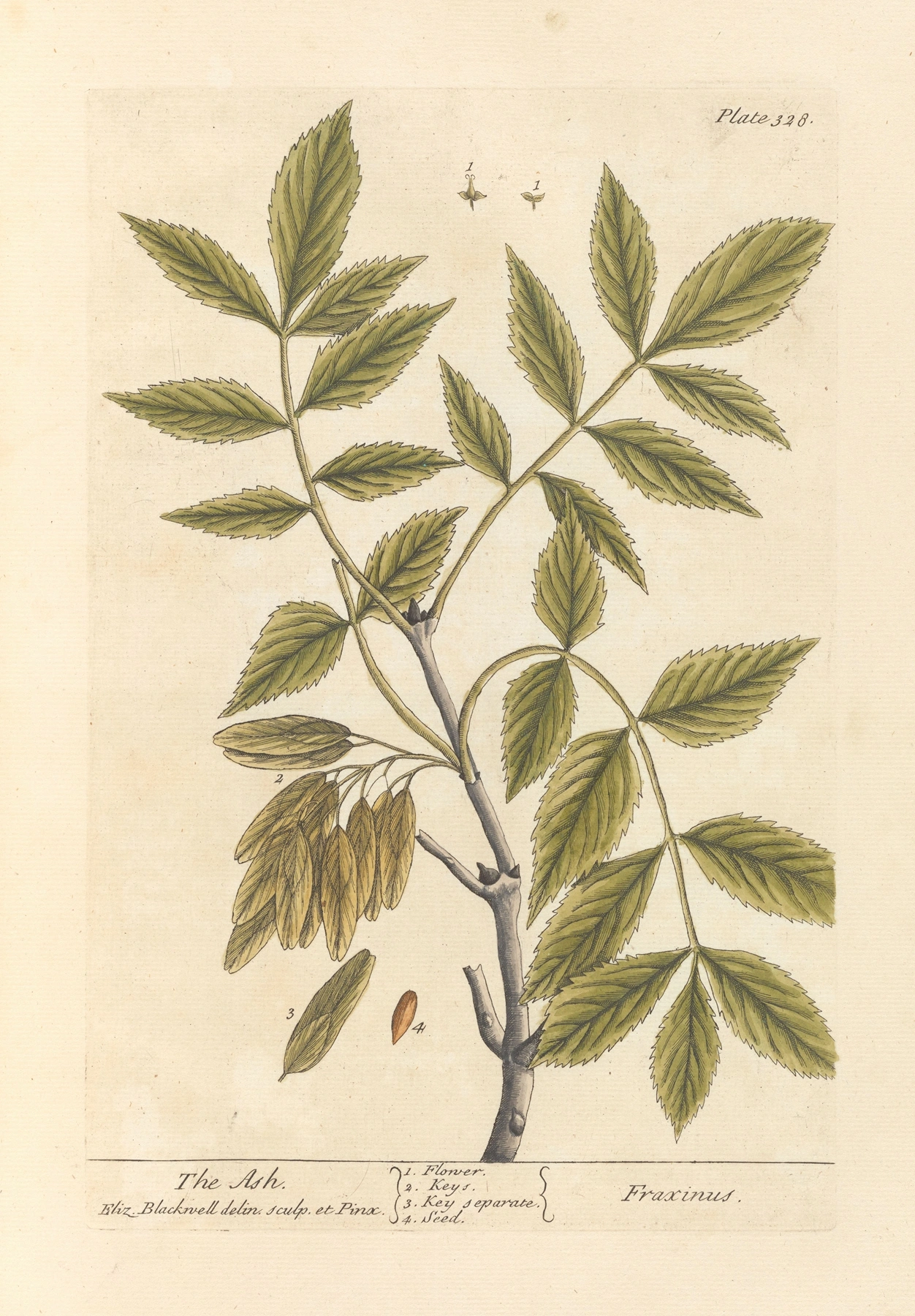 Ash (Tree): botanical illustration