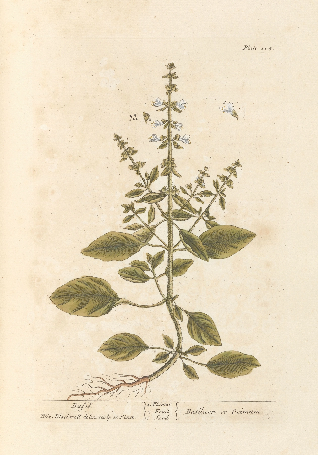 Basil: botanical illustration