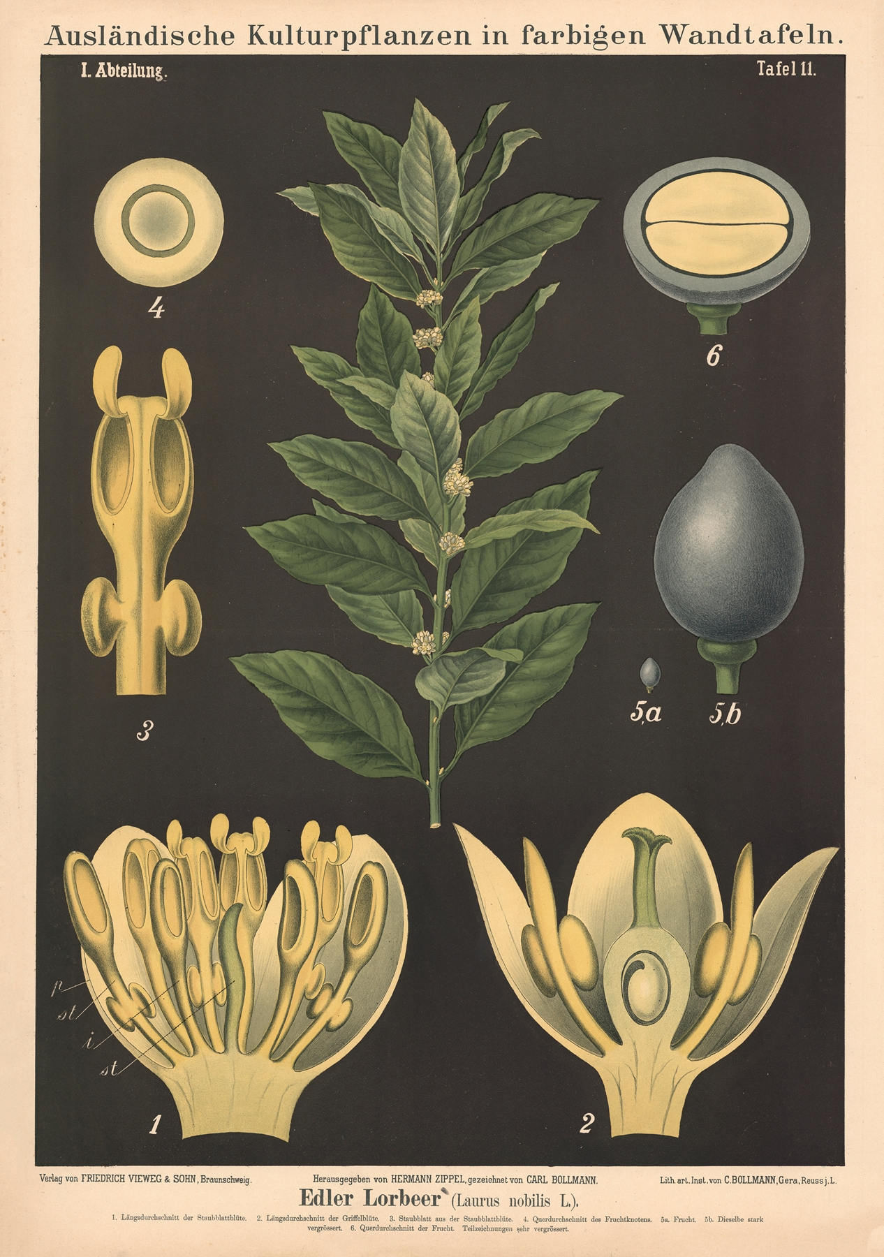 Bay Laurel — botanical illustration