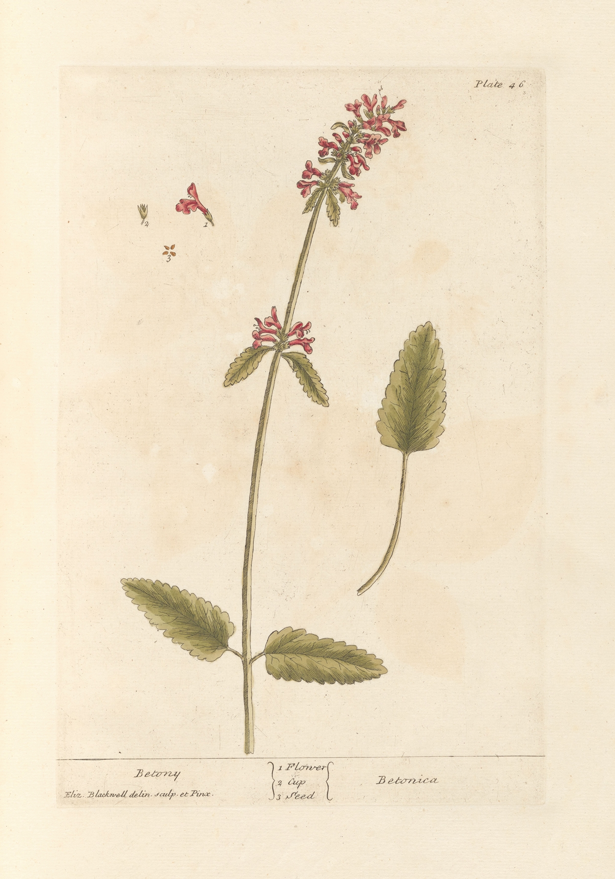 Betony (Wood) — botanical illustration