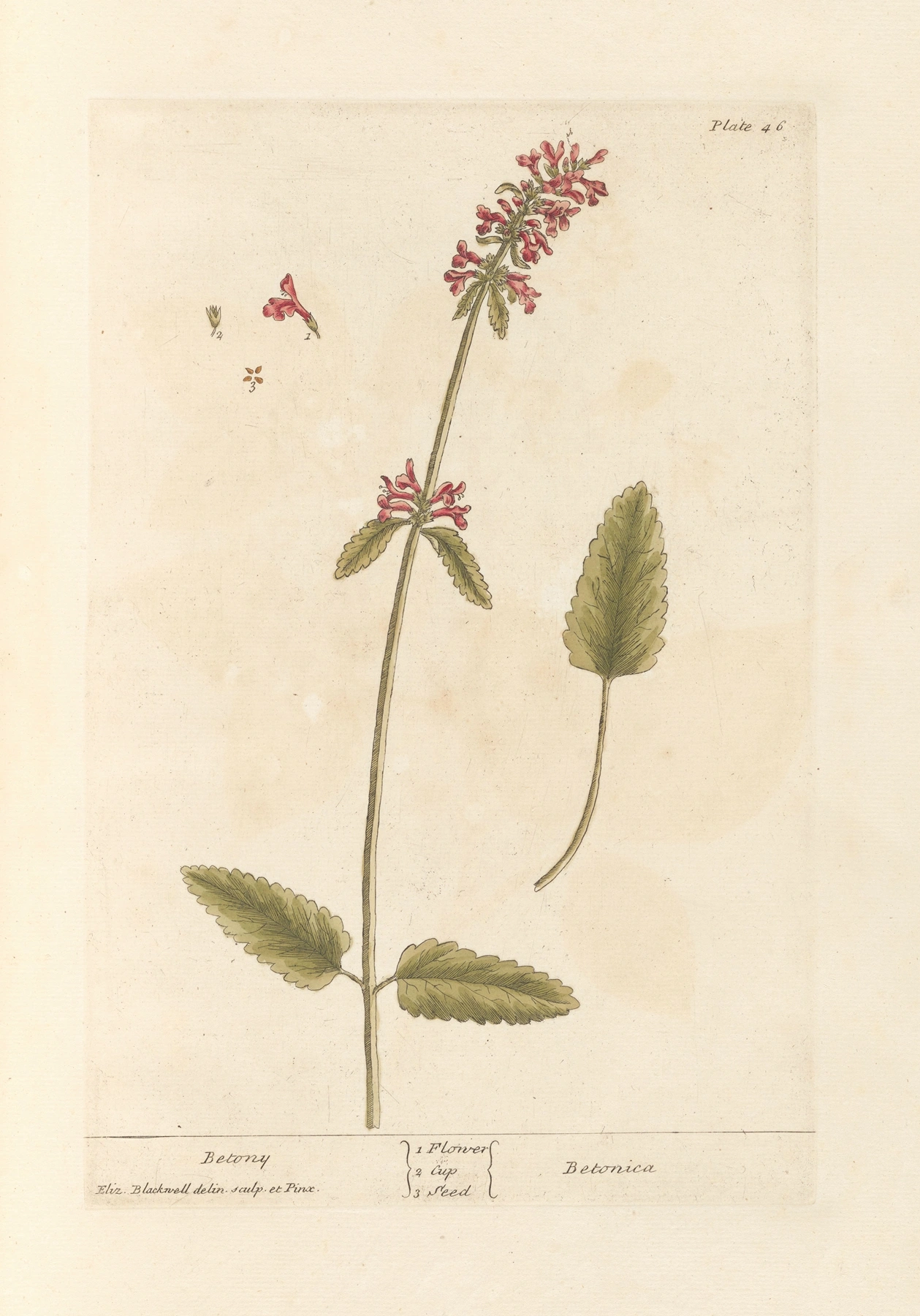 Betony (Wood): botanical illustration