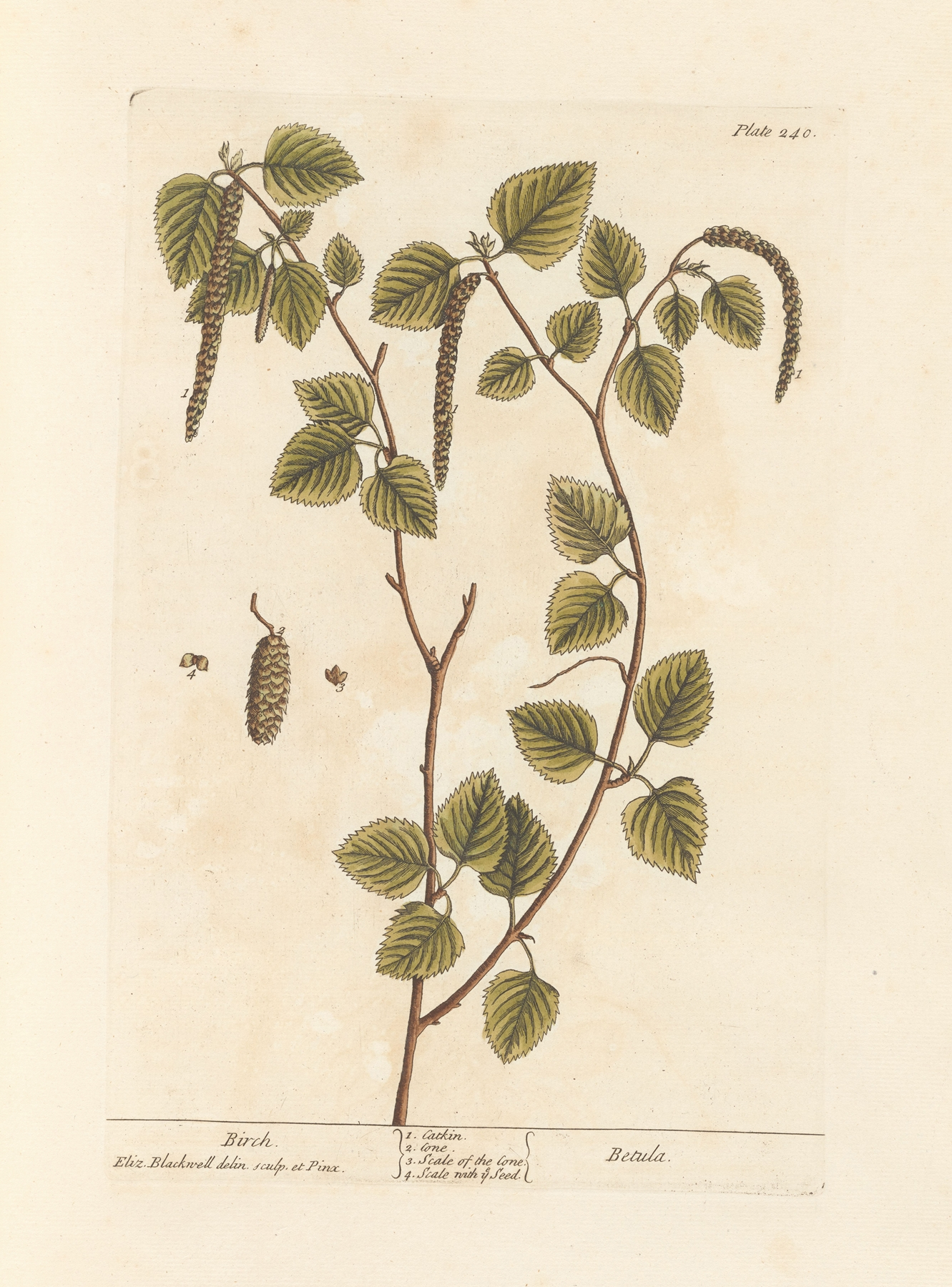 Birch — botanical illustration