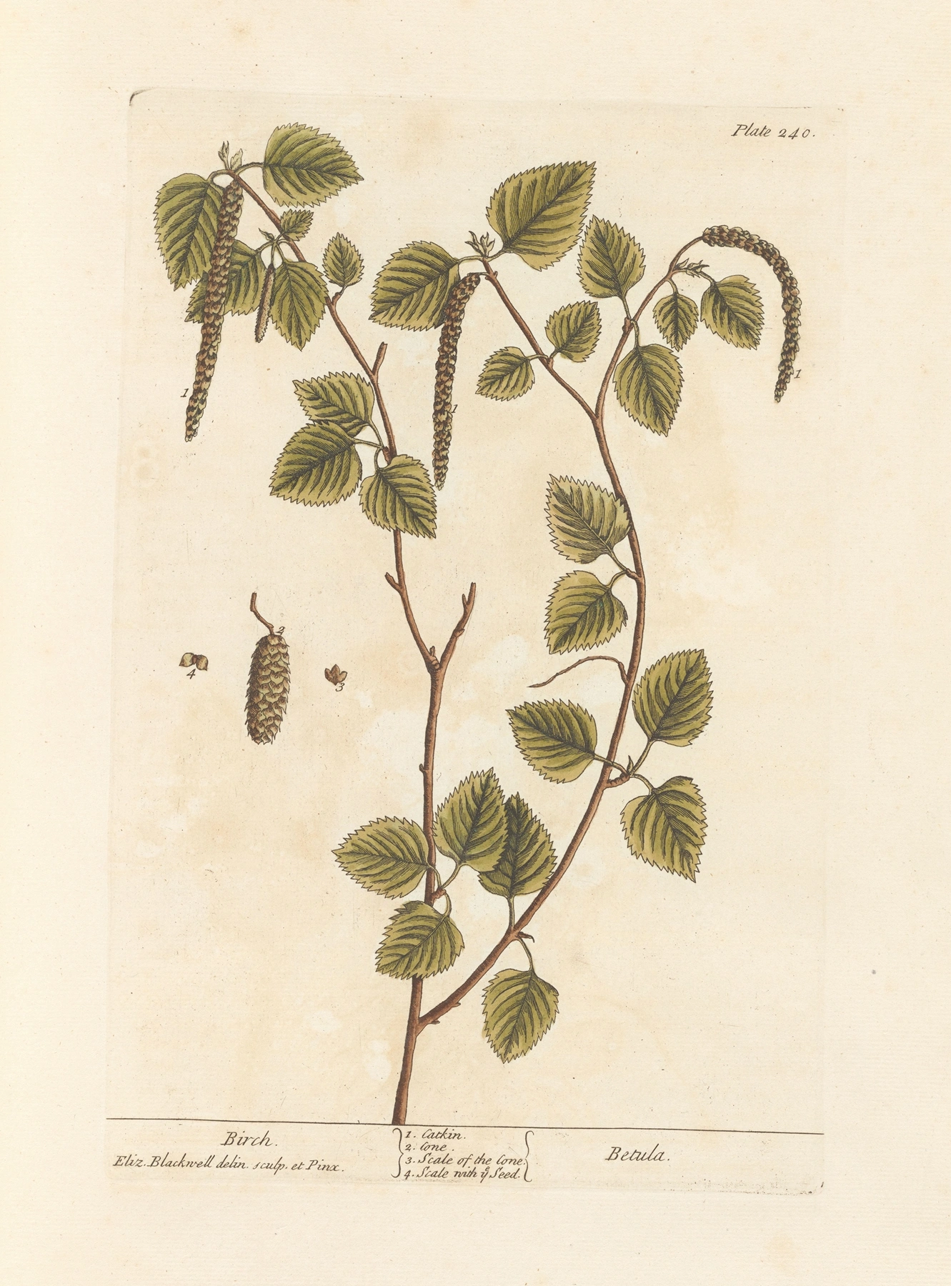 Birch: botanical illustration