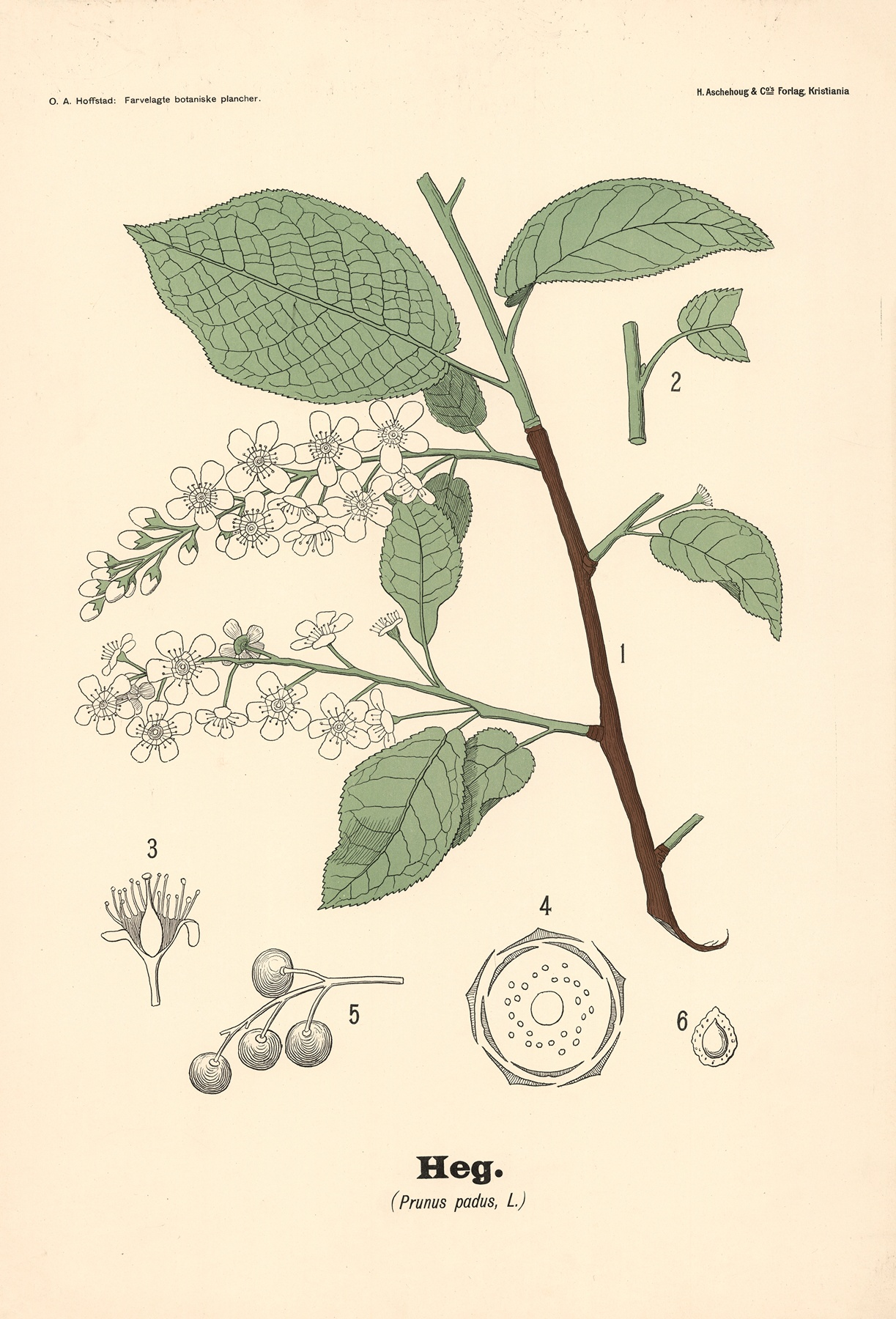Blackthorn — botanical illustration