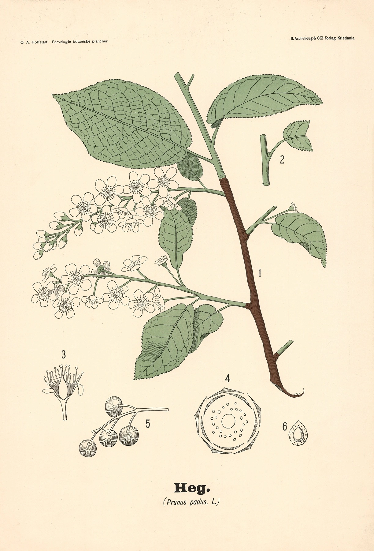 Blackthorn: botanical illustration