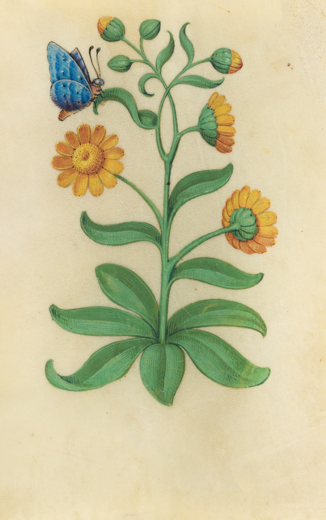 Calendula — botanical illustration