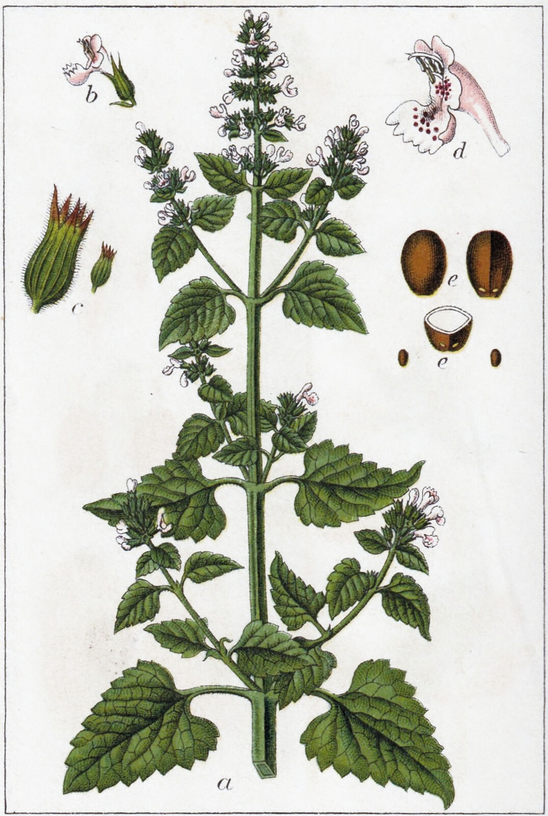 Catnip — botanical illustration
