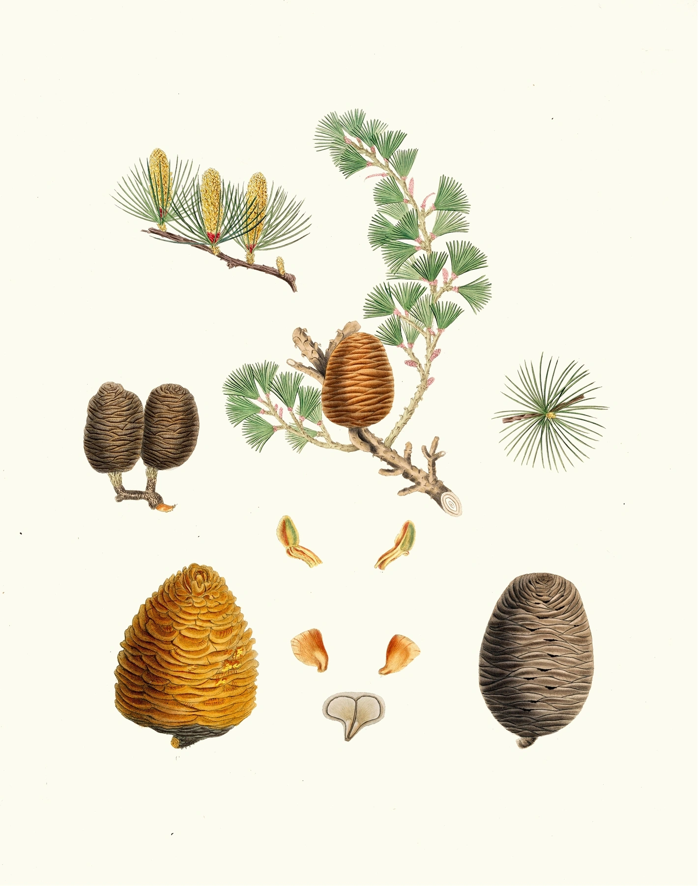 Cedar: botanical illustration