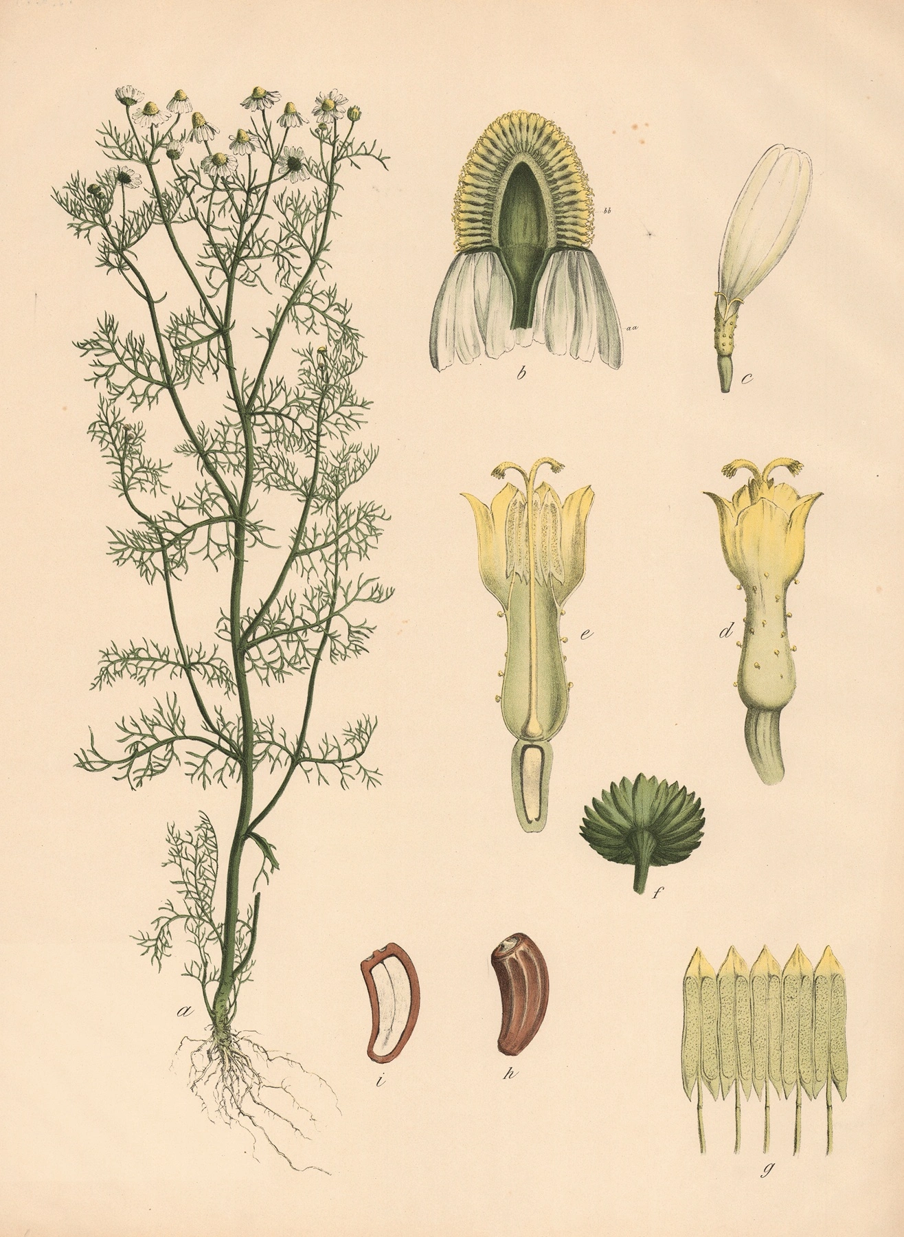 Chamomile: botanical illustration