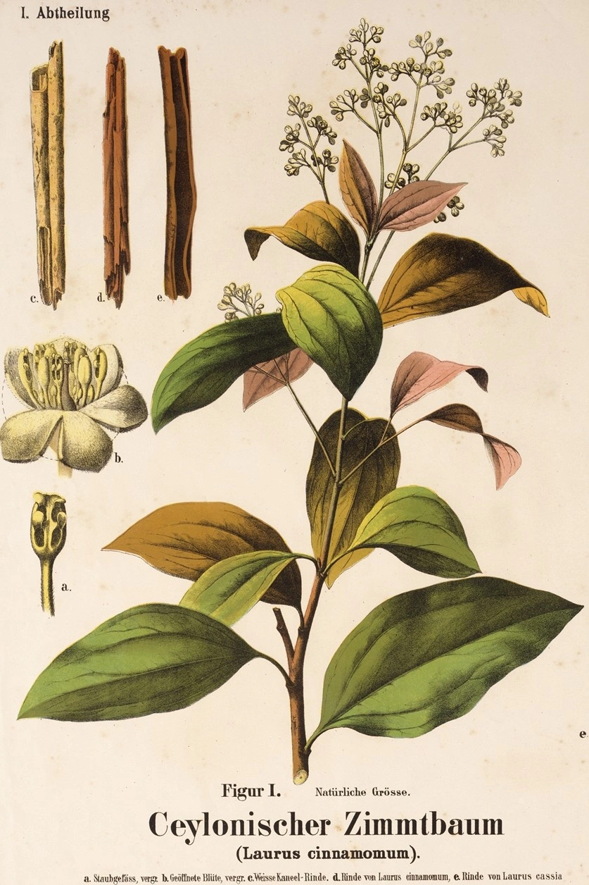 Cinnamon: botanical illustration