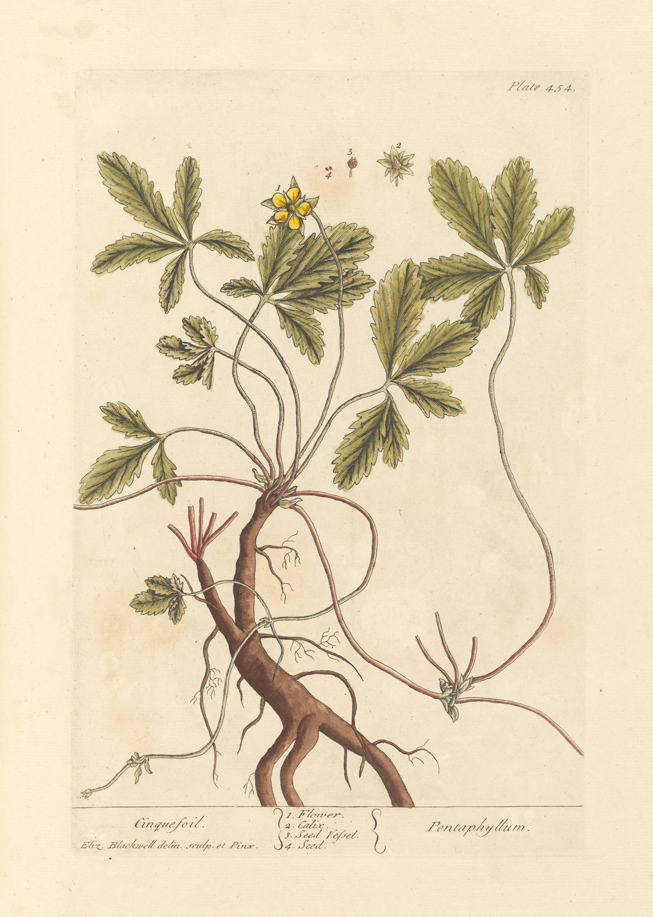 Cinquefoil — botanical illustration