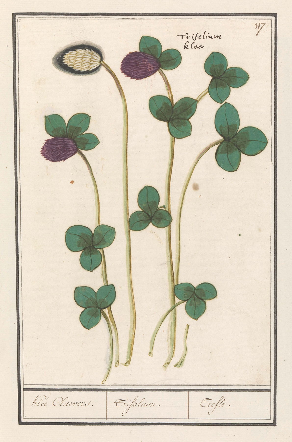Clover (Red) — botanical illustration