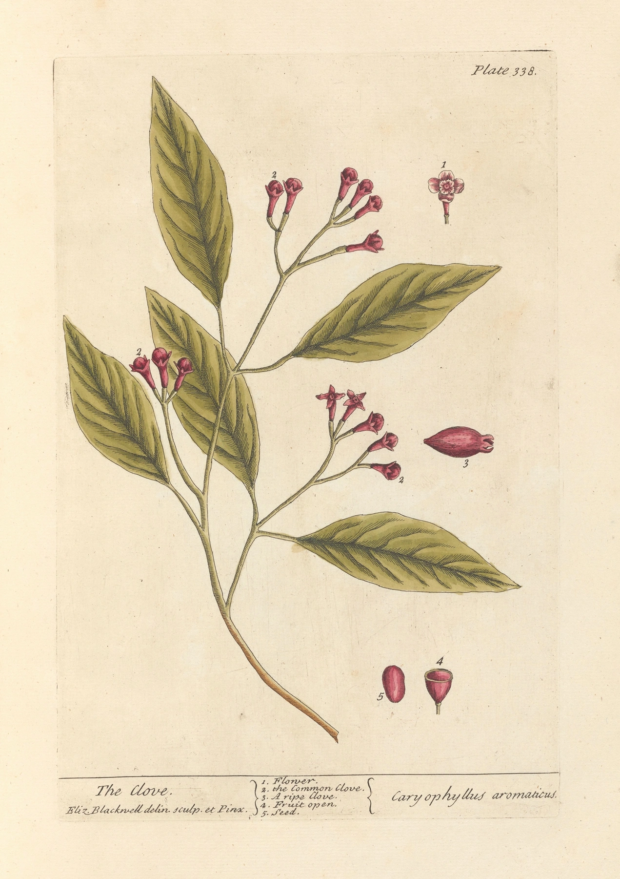 Cloves: botanical illustration