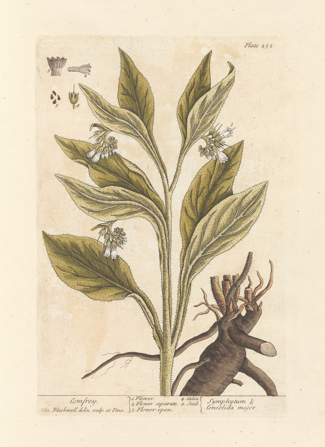 Comfrey — botanical illustration