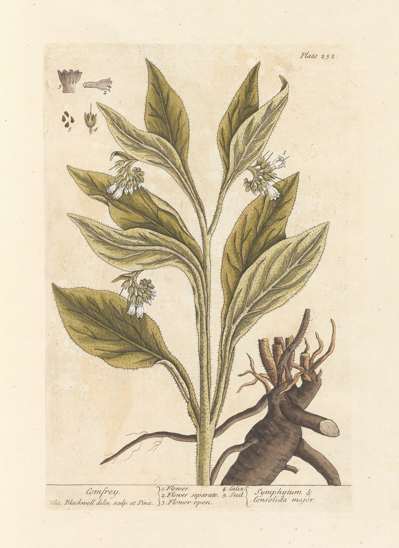 Comfrey: botanical illustration