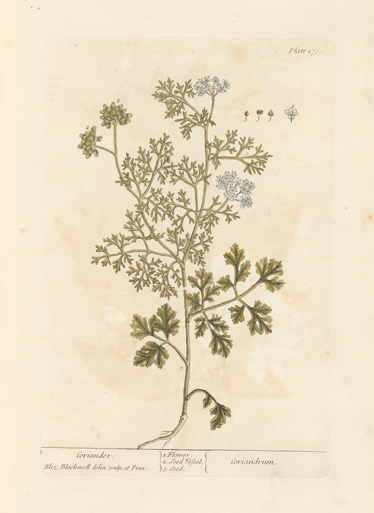 Coriander — botanical illustration