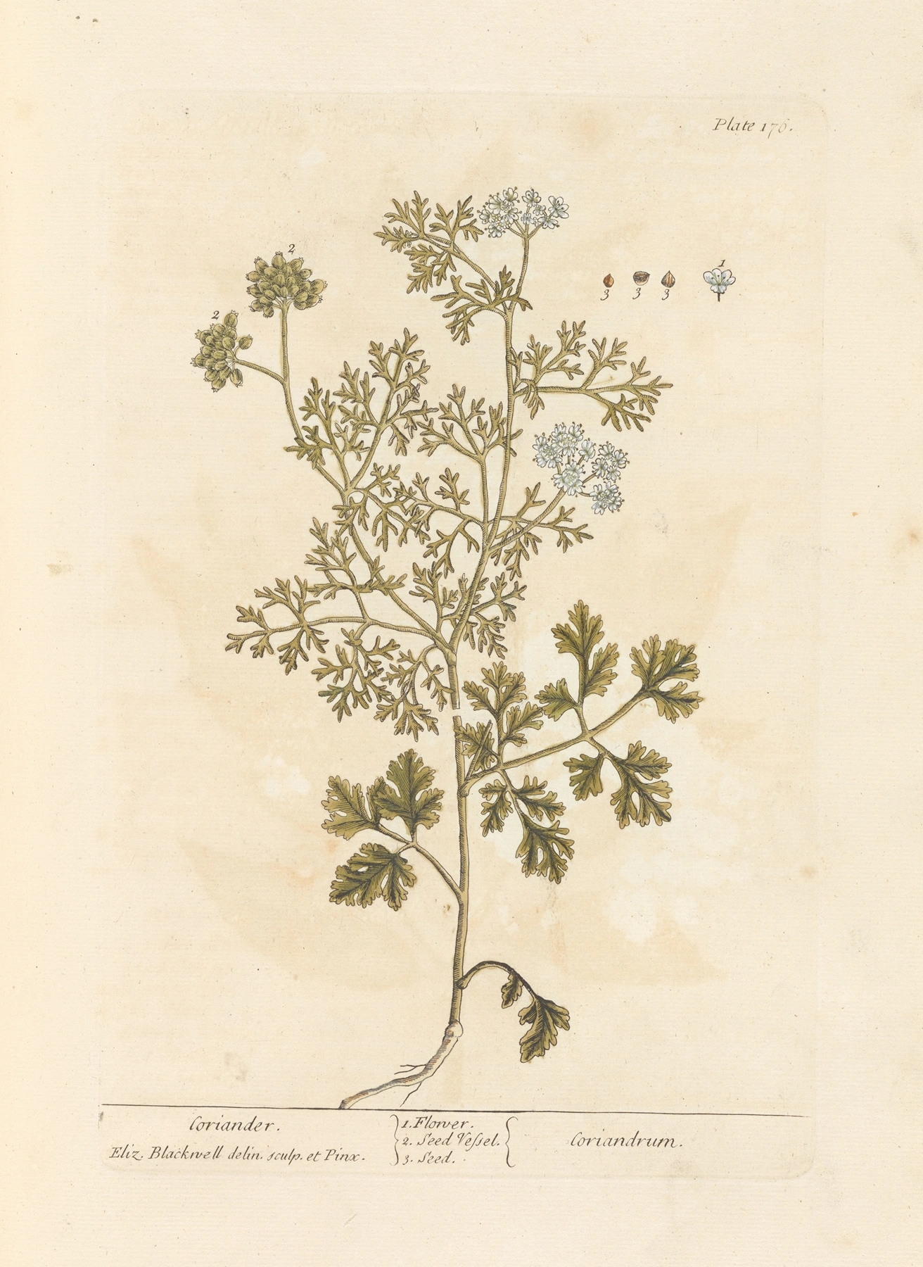 Coriander: botanical illustration