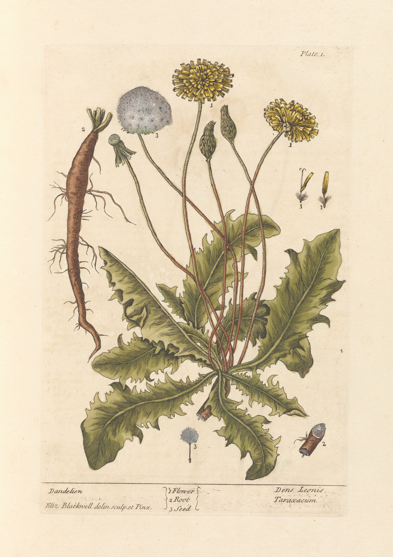 Dandelion — botanical illustration