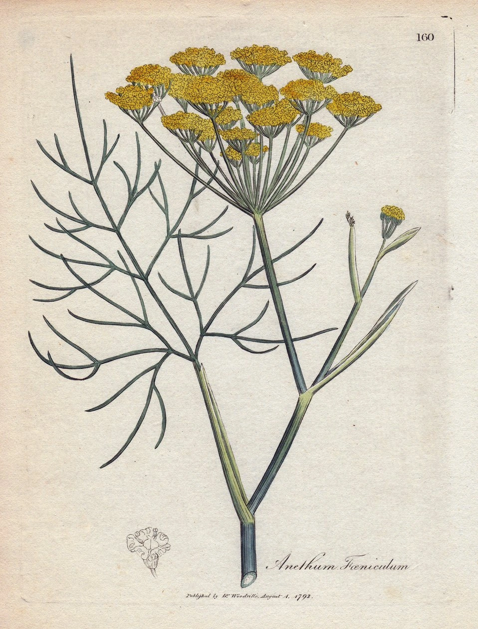 Dill: botanical illustration