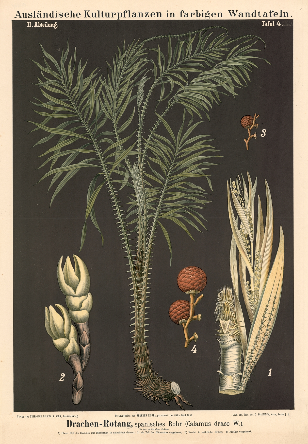 Dragon's Blood — botanical illustration