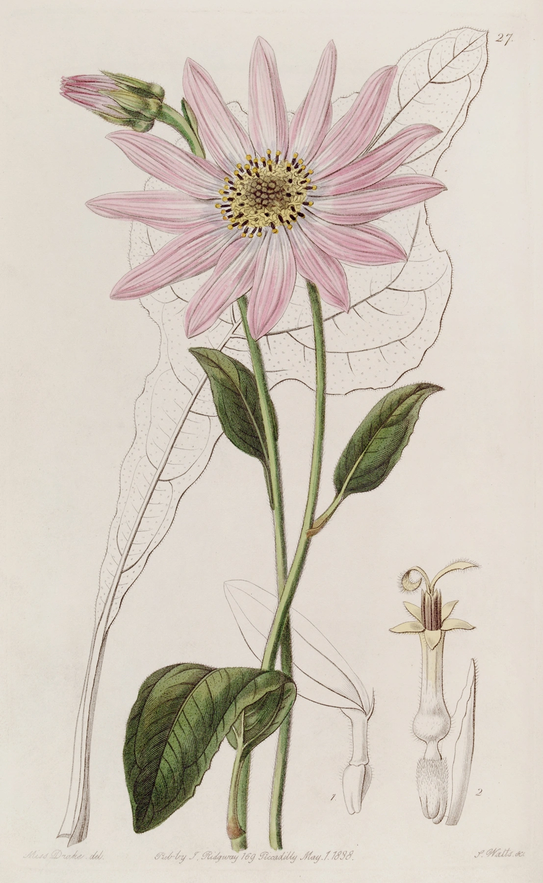 Echinacea: botanical illustration
