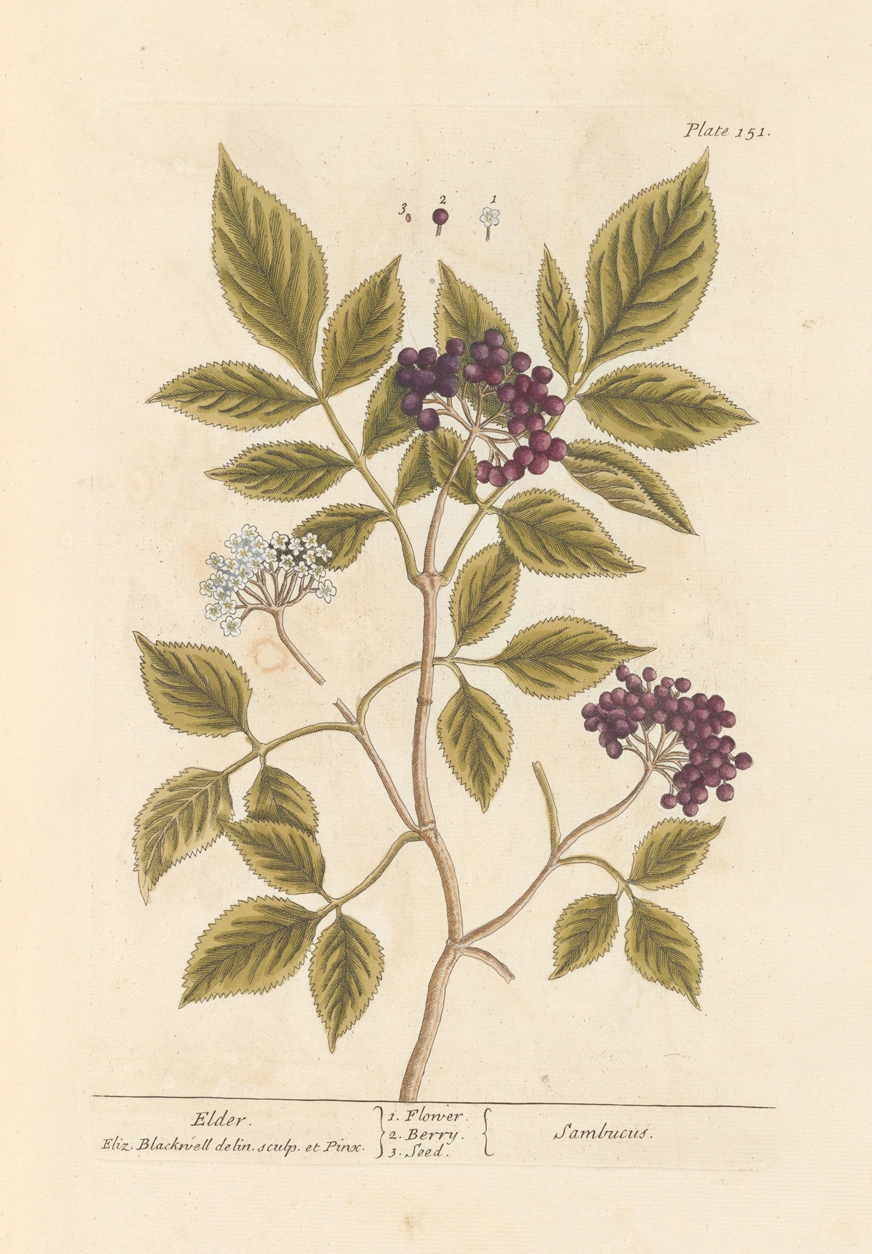 Elder: botanical illustration