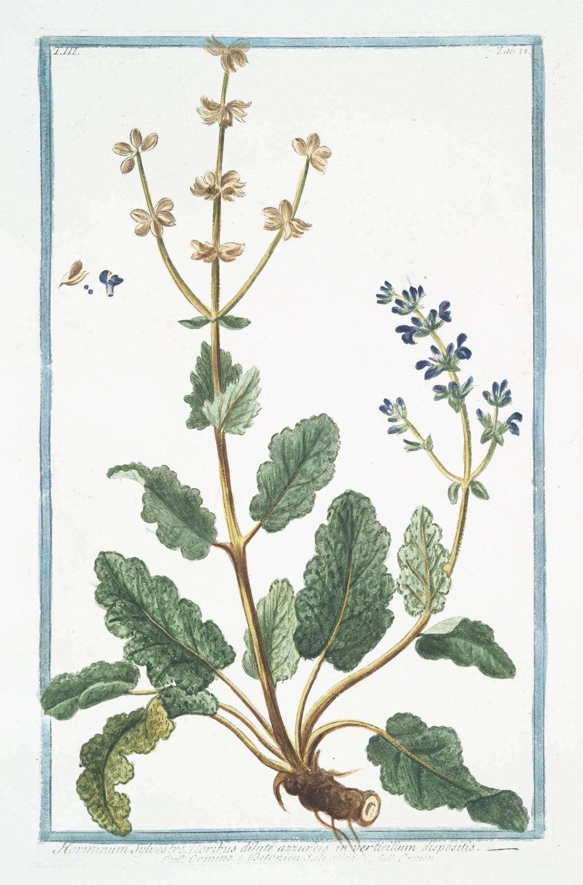 Eyebright: botanical illustration