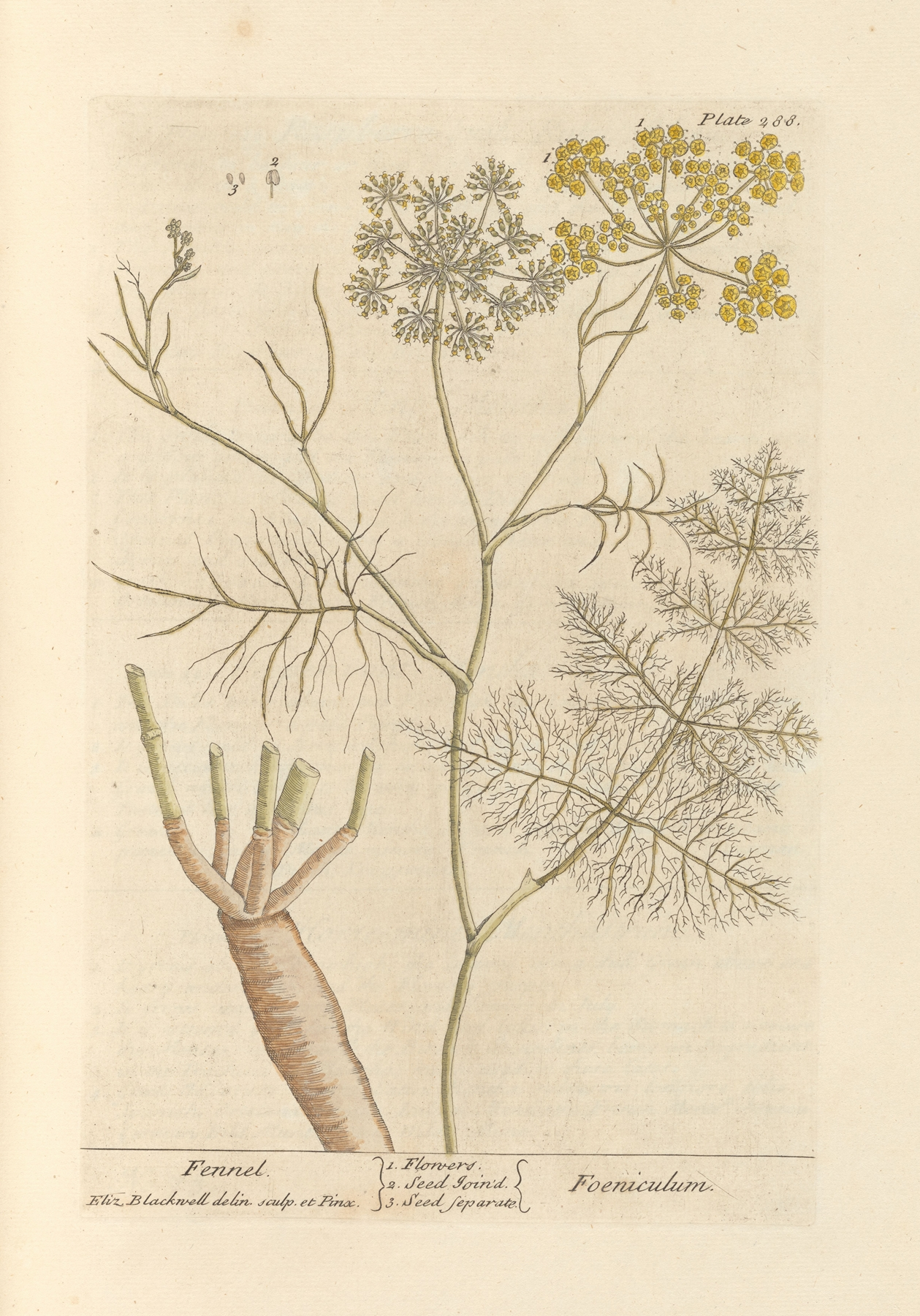 Fennel — botanical illustration