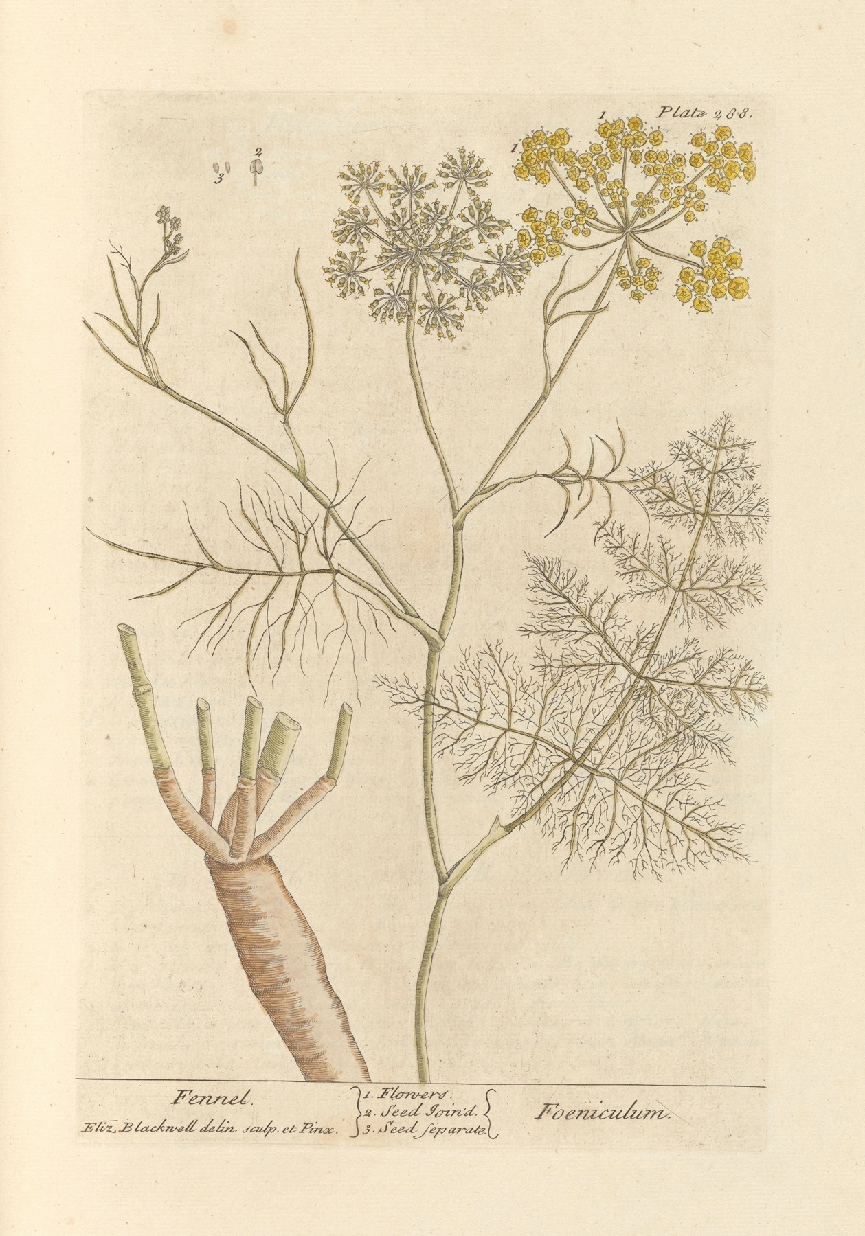Fennel: botanical illustration