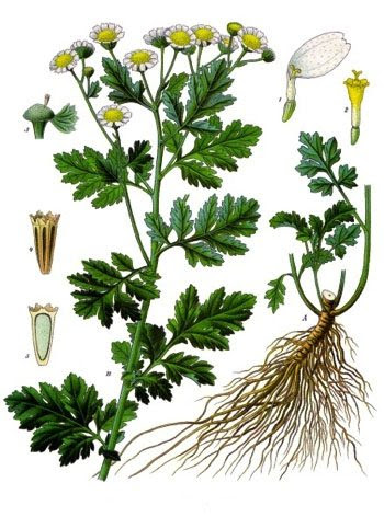 Feverfew — botanical illustration