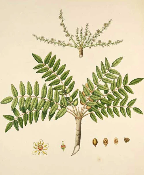 Frankincense — botanical illustration