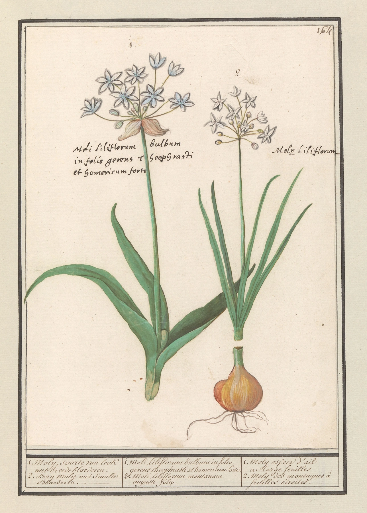 Garlic: botanical illustration