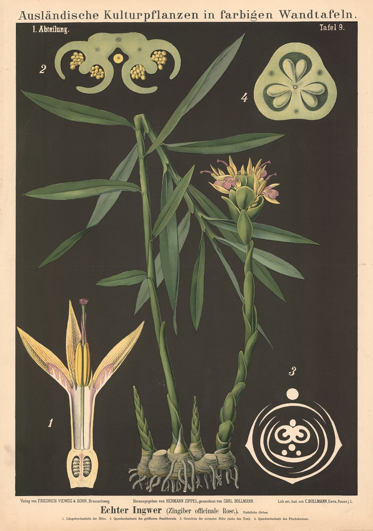 Ginger: botanical illustration