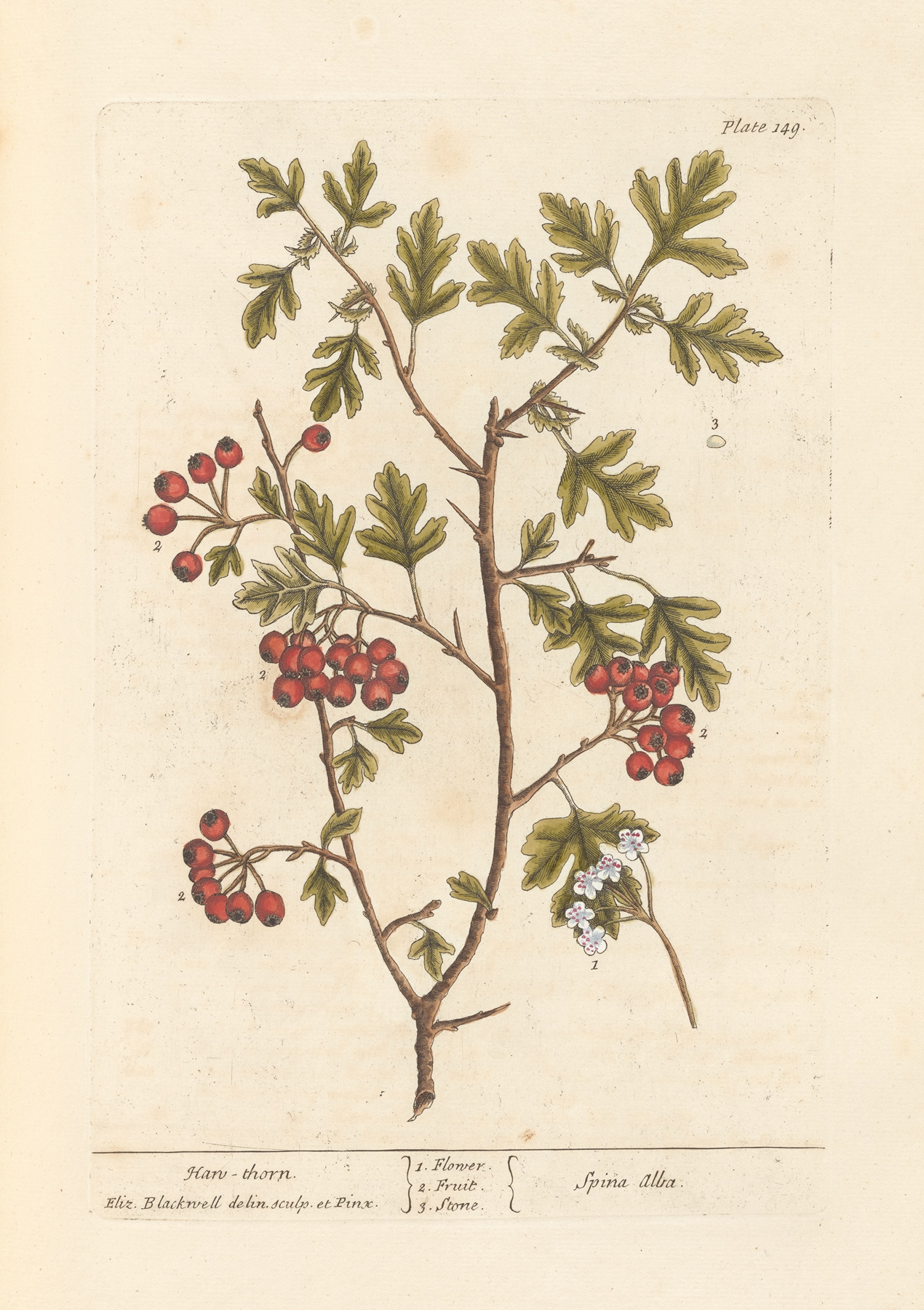 Hawthorn — botanical illustration