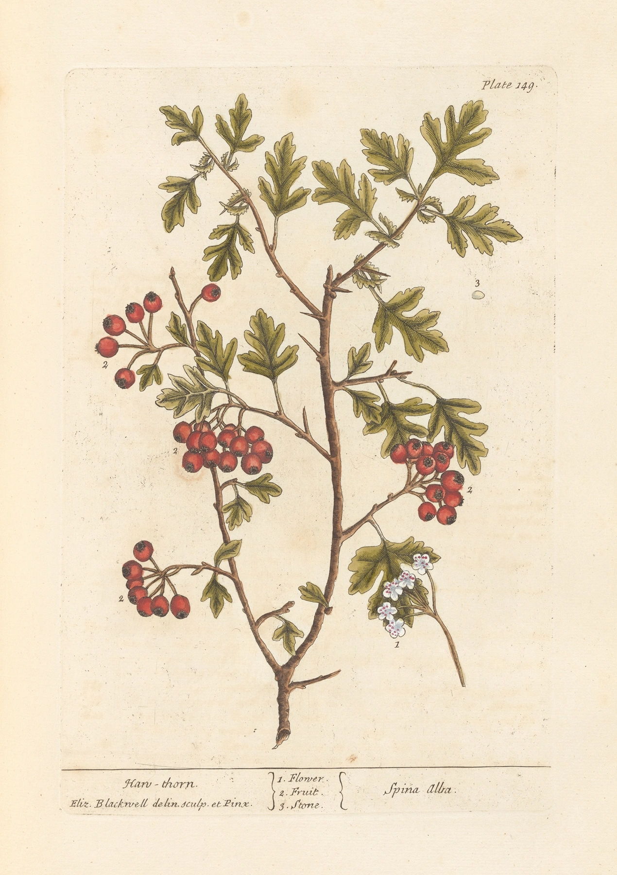 Hawthorn: botanical illustration