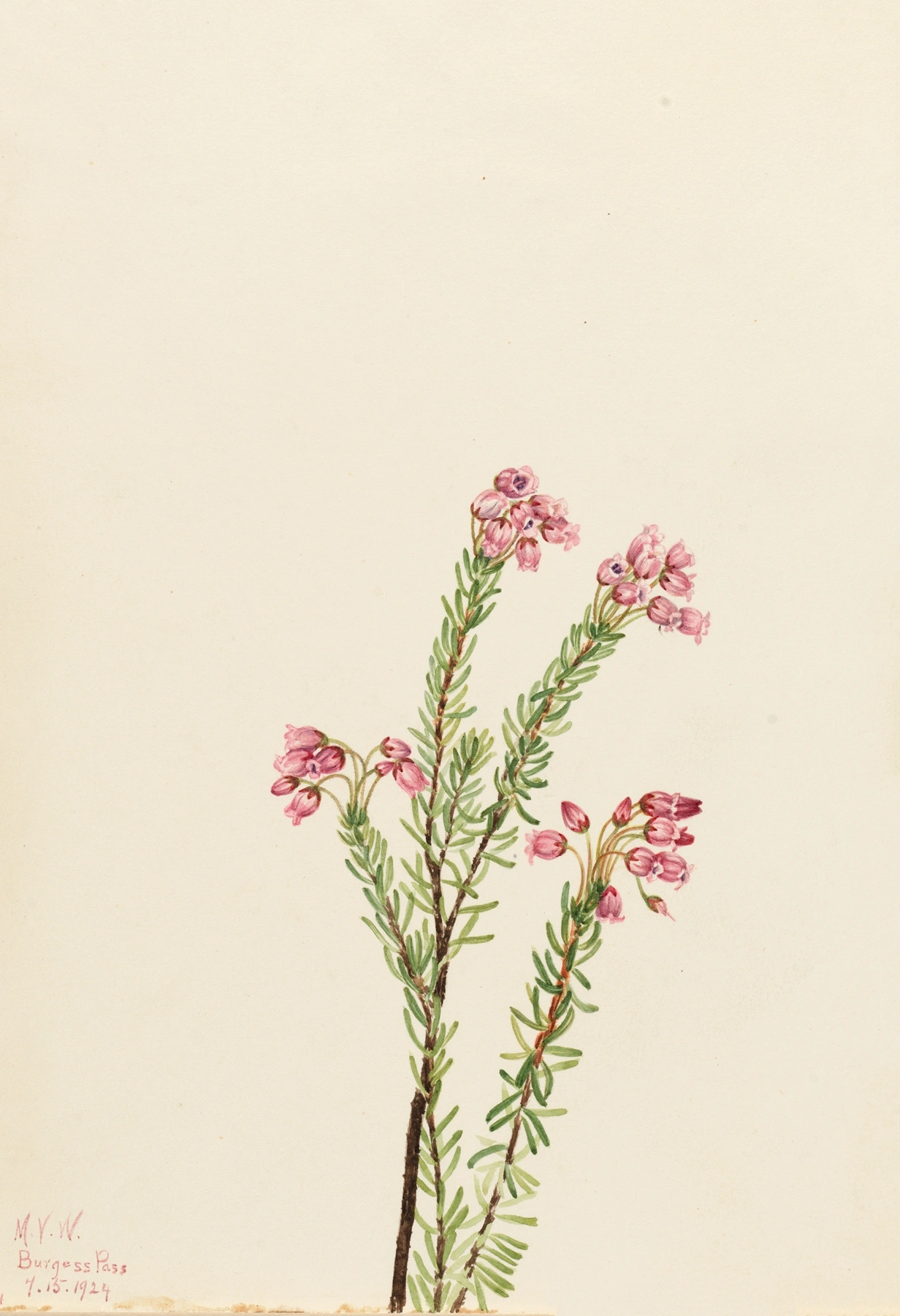 Heather: botanical illustration