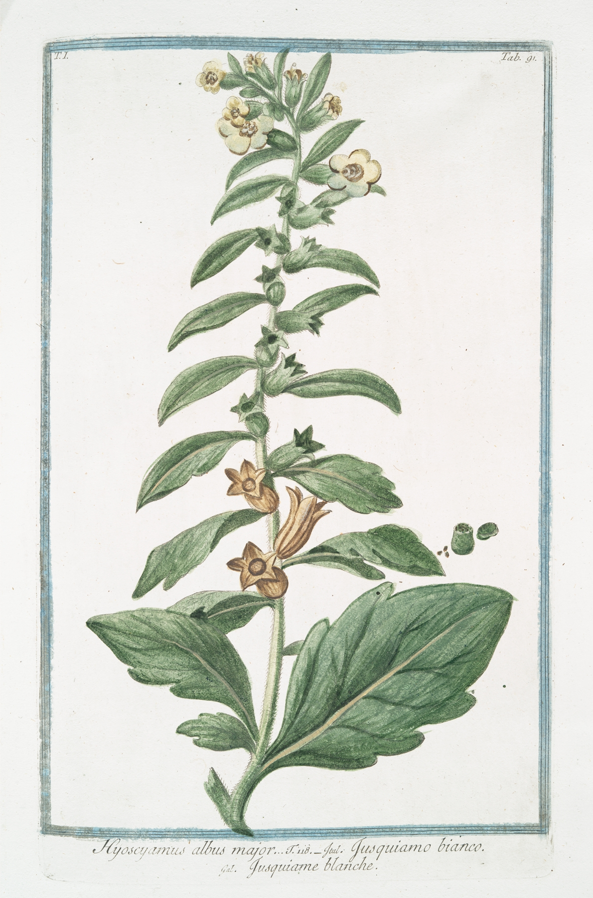Henbane — botanical illustration