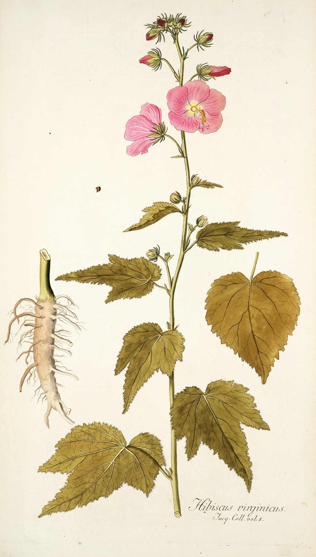 Hibiscus — botanical illustration