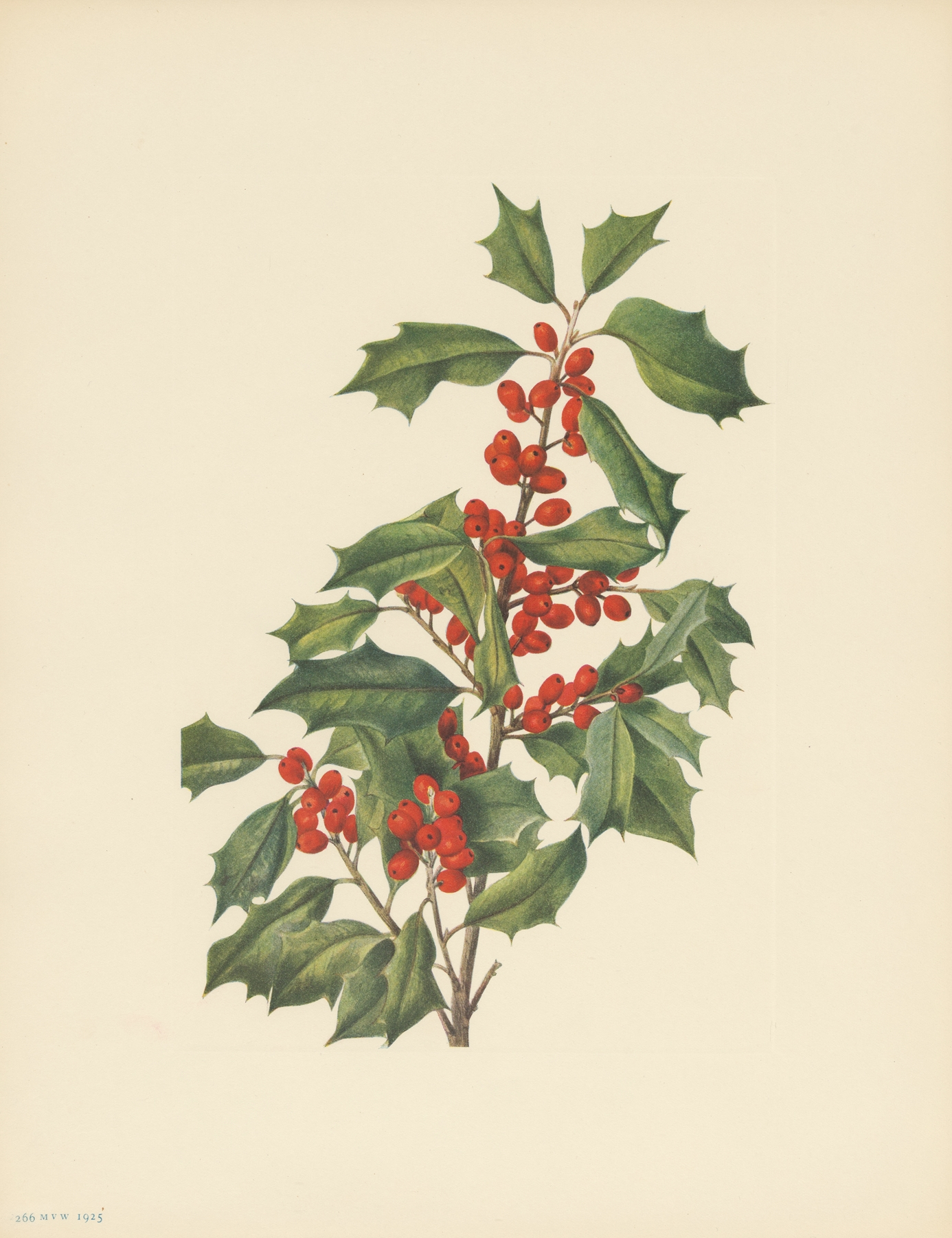 Holly — botanical illustration