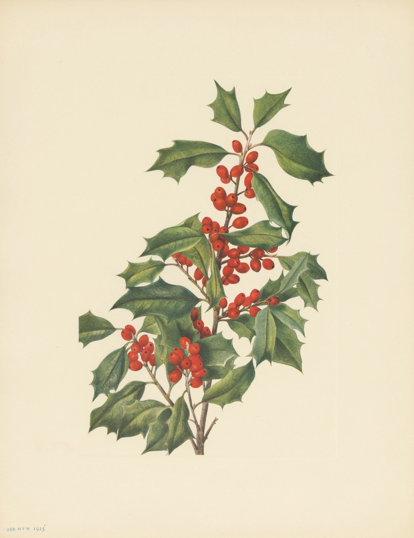 Holly: botanical illustration