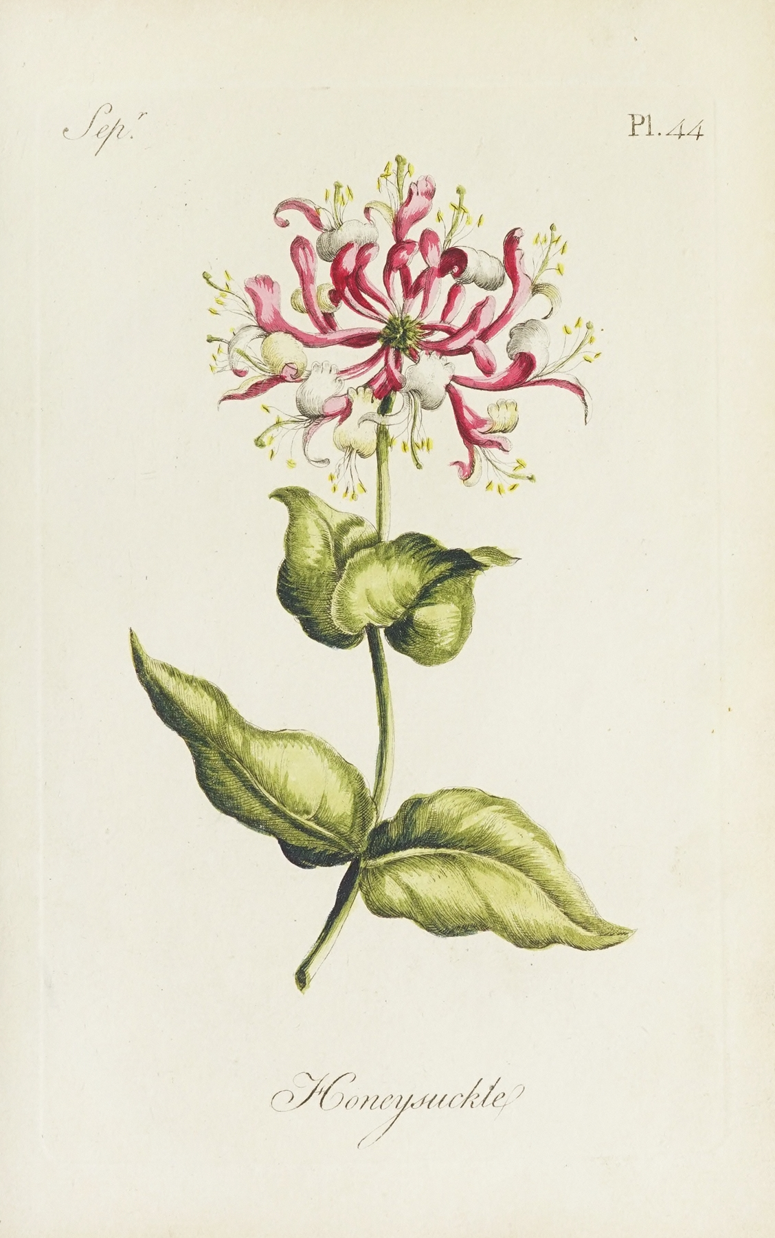 Honeysuckle — botanical illustration