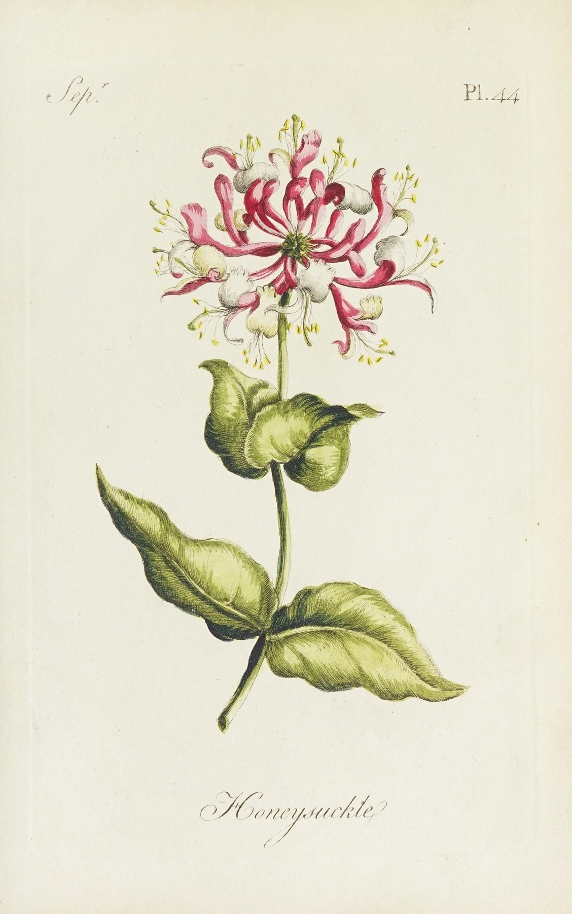 Honeysuckle: botanical illustration