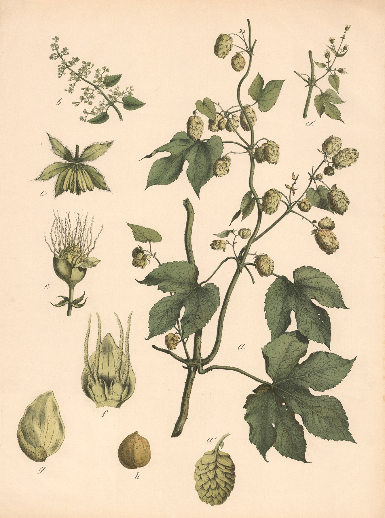 Hops — botanical illustration