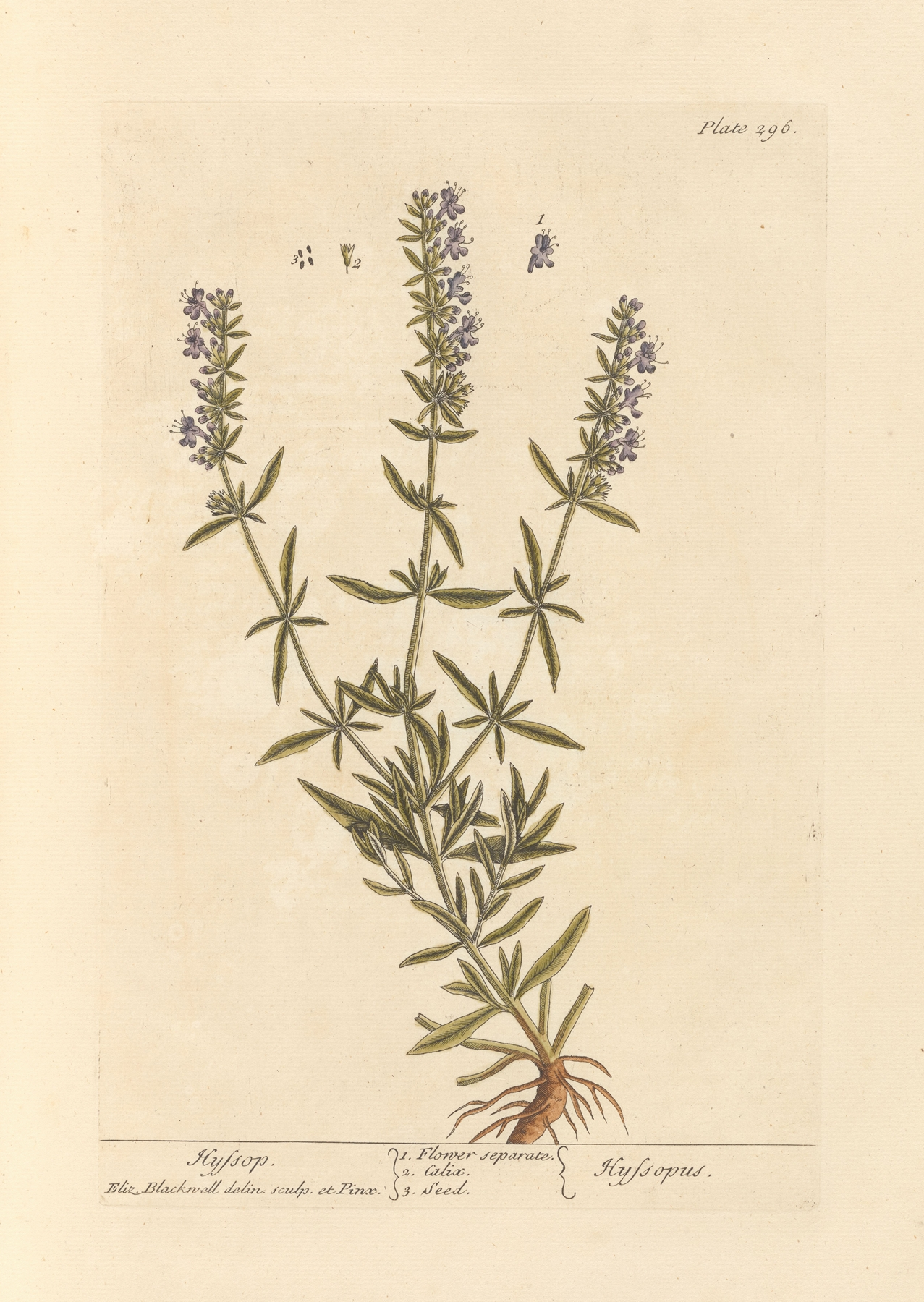 Hyssop — botanical illustration